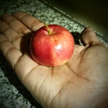 Kazakh apple